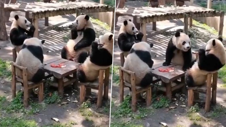 Viral Video: जब मिल बैठे चार यार, एक साथ मिलकर पार्टी का लुत्फ उठाते दिखे पांडा, मनमोहक वीडियो हुआ वायरल