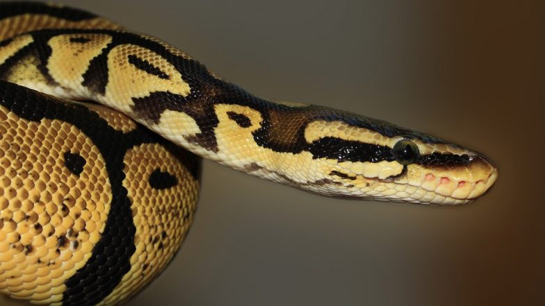 Python Rescue Video: मुंबई के धारावी में एक घर में निकला विशाल अजगर, कड़ी मशक्कत के बाद किया गया रेस्क्यू
