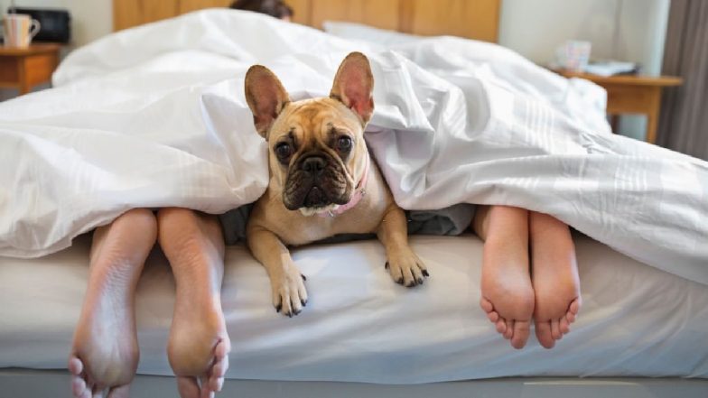 Sex With Dogs: घिनौनी हरकत! कुत्तों के साथ दरिंदगी करता था कपल, फिर बनाता था अश्लील वीडियो