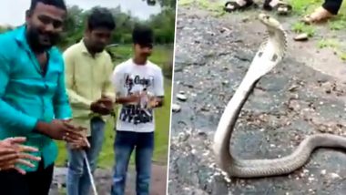 Viral Video: युवकों के बीच फन फैलाकर बैठा था जहरीला सांप, ताली बजाकर सभी मनाने लगे उसका बर्थडे