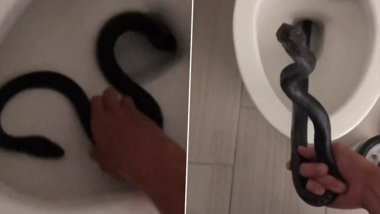 Viral Video: कमोड में फंसे काले नाग को देख उड़े महिला के होश, ऐसे किया गया सांप को रेस्क्यू