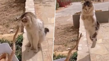 Viral Video: फन फैलाकर जहरीले सांप ने मारा झपट्टा, पलक झपकते ही बिल्ली ने ऐसे पलट दी बाजी