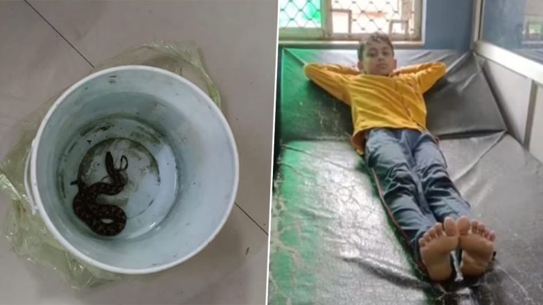 Snake Bites Son in UP: बांदा में जिस सांप ने बेटे को काटा, पिता उसे डब्बे में बंद कर हॉस्पिटल लेकर पहुंचा, देखकर डॉक्टर भी हैरान