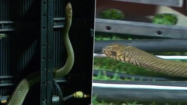 Cameraman Moves Away In Fear After Snake Sneaks: एलपीएल मैच के दौरान आर प्रेमदासा स्टेडियम में सांप के घुसने के बाद डर के मारे भागे कैमरामैन, देखें वायरल वीडियो