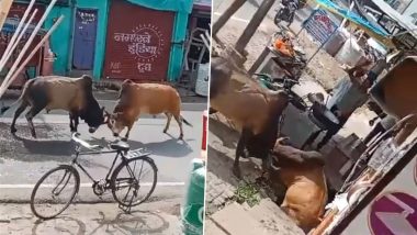 UP Bull Fight Video: अखिलेश यादव का तंज, वीडियो शेयर कर कहा- यूपी में अब सांड युद्ध दर्शन को 'स्टेट एडवेंचर' घोषित कर देना चाहिए