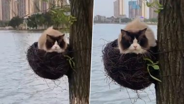 Viral Video: पक्षी के घोंसले में बैठकर इधर-उधर देखती नजर आई बिल्ली मौसी, मजेदार वीडियो हुआ वायरल