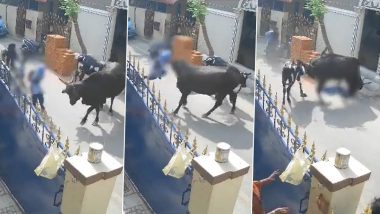 Horrifying Video: स्कूल से लौट रही बच्ची को गाय ने सींग से उछाला, फिर पटककर पैरों से रौंदा