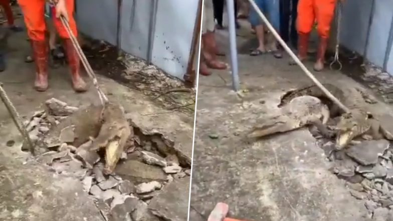 Viral Video: जमीन के अंदर से मुंह फाड़कर निकले दो खूंखार मगरमच्छ, हैरान करने वाला वीडियो हुआ वायरल