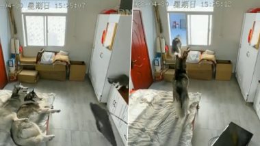 Viral Video: शरारत करके चालाक बिल्ली ने गिरा दिया टीवी, मालिक के सामने फंस गया बेचारा कुत्ता