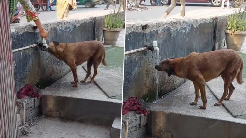 Viral Video: प्यास लगी तो बंद नल के पास आकर खड़ा हो गया आवारा कुत्ता, फिर महिला ने जो किया....