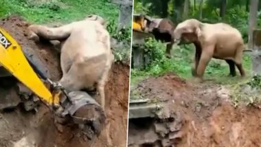 गड्ढे में गिरने के बाद बाहर छटपटाने लगा नन्हा हाथी, जेसीबी की मदद से ऐसे किया गया गजराज को रेस्क्यू (Watch Viral Video)