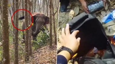 Viral Video: जंगली हाथी को मिला ड्रग्स से भरा काला थैला, गजराज ने अपनी सूंड से कर दिया कुछ ऐसा...