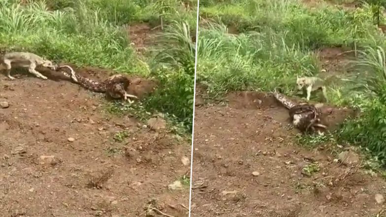 शिकार छीनने के लिए खतरनाक अजगर से भिड़ गई लोमड़ी, Viral Video में देखें दोनों की जंग का क्या हुआ अंजाम