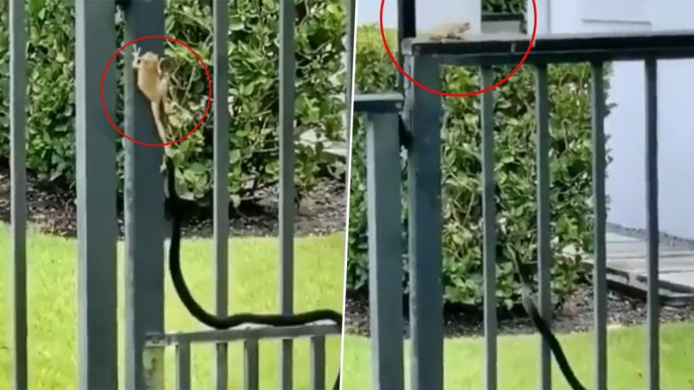 Viral Video: खतरनाक सांप ने मेंढक पर किया अटैक, लेकिन हुआ कुछ ऐसा कि मुंह ताकते रह गए नागराज