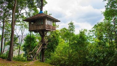 Tree Man: गजब! 38 साल तक एक पेड़ पर रहा शख्स, समाज से मोह भंग होने के बाद ऐसे बिताया जीवन