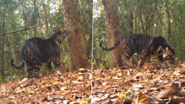 Melanistic Tiger: जंगल में दिखा दुर्लभ काले रंग का मेलानिस्टिक बाघ, ओडिशा के सिमिलिपाल टाइगर रिजर्व से वीडियो हुआ वायरल