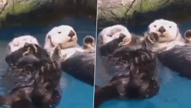 Otters Viral Video: पानी में हाथ पकड़कर सोते हैं ऊदबिलाव, ताकि तैरते हुए एक-दूसरे न हो सकें दूर