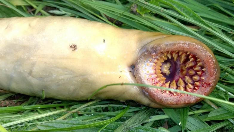 Sea Lamprey: गले के चारों तरफ नुकीले दांतों वाले इस खौफनाक समुद्री जीव ने उड़ाए लोगों के होश, देखें Viral Pic