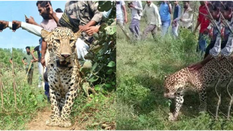 VIDEO: देवास में तेंदुए के साथ मस्ती करते दिखे गांव के लोग, वीडियो वायरल, वन विभाग ने किया रेस्क्यू