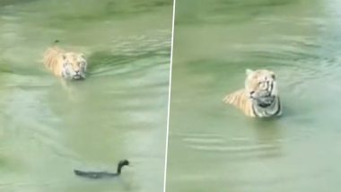 शिकार करने के लिए पानी में उतरा बाघ, हाथ आने के बजाय उसके साथ लुकाछुपी खेलने लगी बत्तख (Watch Viral Video)