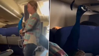 मोर के साथ फ्लाइट में यात्रा करती दिखी महिला, बच्चे की तरह गोद में लेकर सीट पर बैठी (Watch Viral Video)