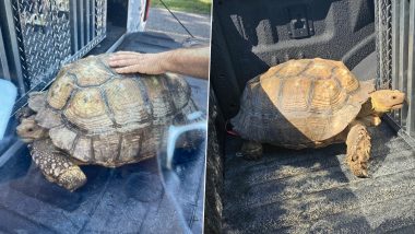 100-Year-Old Tortoise Reunites With Family: भागा हुआ 100 साल का कछुआ अपने परिवार से मिला