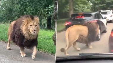 Huge Lion Walks on Road: सड़क पर दर्जनों कार के बीच चलता दिखा शेर, देखकर गाड़ी में छिपे लोग