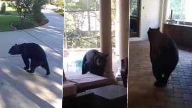 Bear Breaks into Florida Home Video: भालू फ़्लोरिडा के घर में घुसा भालू, बीयर पी, स्नैक्स खाया, देखें वीडियो