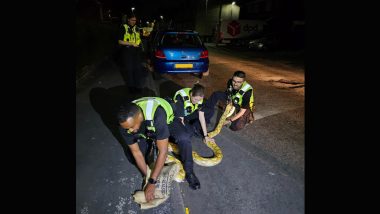 12-Foot Python Caught by UK Police: सड़क पर घूम रहे 12 फुट के विशाल अजगर को यूके पुलिस ने पकड़ा