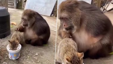 Viral Video: दूध पीती हुई बिल्ली का पीठ थपथपाता दिखा बंदर, इंटरनेट पर वायरल हुआ क्यूट वीडियो