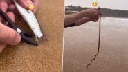 Beach Worms Video: समंदर किनारे नंगे पैर जानेवाले लोग हो जाएं सावधान, आपके पैर में घुस सकता है सांप जैसा विशाल कीड़ा