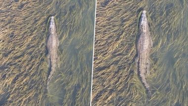 Largest Living Reptile in the World Video: दुनिया में सबसे बड़े जीवित सरीसृप खारे पानी का यह मगरमच्छ है, 1000 किलो से भी ज्यादा है वजन