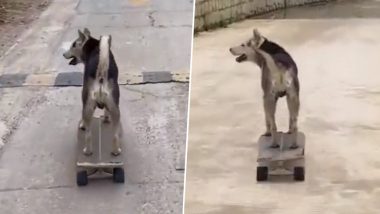 Cute Dog Video: सड़क पर स्केटबोर्डिंग करते समय डॉग ने किया पेशाब, फनी वीडियो वायरल