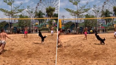 Dog Playing Football: ब्राज़ील में इंसानों के साथ डॉग का जबरदस्त फुटबॉल खेलते हुए क्लिप वायरल, देखें वीडियो