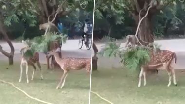 Monkey Helps Deer Eat Leaves: बंदर ने पेड़ की शाखाएँ नीचे करके हिरण को पत्तियाँ खाने में मदद की, देखें वीडियो