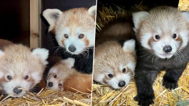 UK Safari Park Welcomes Rare Red Panda: यूके सफारी पार्क में जन्मा लाल रंग दुर्लभ पांडा, देखें तस्वीरें