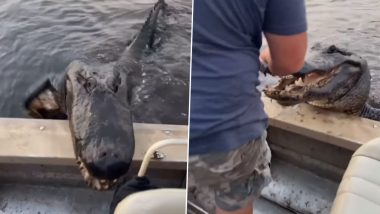 Alligator Trying to Enter Into Boat: विशाल मगरमच्छ ने नाव में घुसने की कोशिश की, इंटरनेट पर वीडियो वायरल