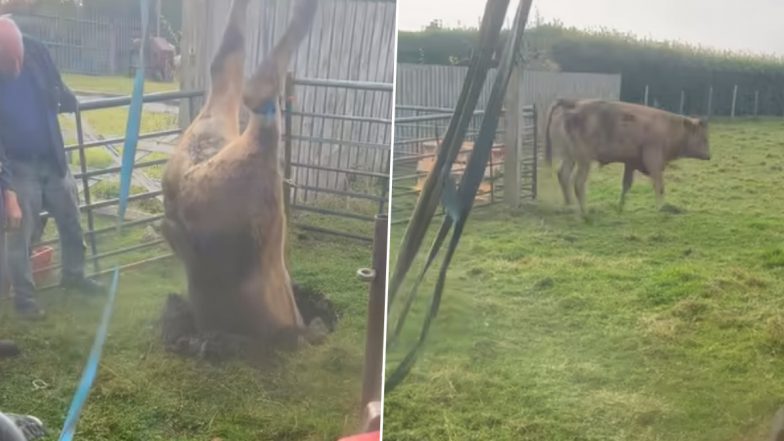Bullock Falls Into a Sinkhole: ब्रिटेन के डरहम में एक फार्म में बैल सिंकहोल में गिरा, तीन लोगों ने किया रेस्क्यू (वीडियो देखें)