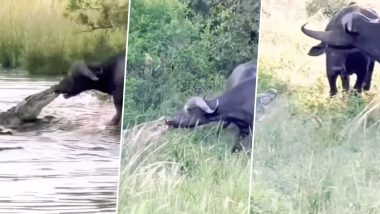 Crocodile Attacked Buffalo Video: विशाल मगरमच्छ ने पकड़ा भैंस का जबड़ा, उसके बाद जो हुआ देखें वीडियो