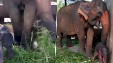 Twin Elephant Babies Take Their First Steps: जुड़वा हाथी के नवजात बच्चों ने बढ़ाया अपना पहला कदम, देखें वीडियो