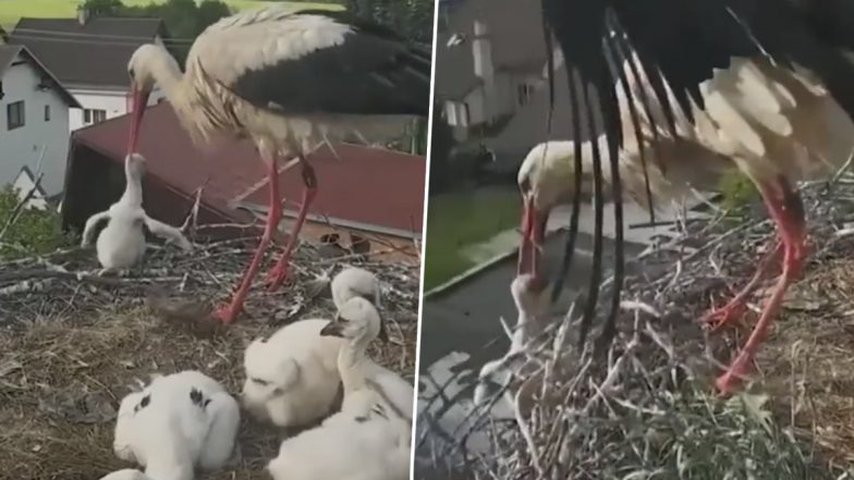 Viral Video: मां सारस ने अपने सबसे कमजोर चूजे को पीटा और घोसले से बाहर फेंका, देखें वीडियो