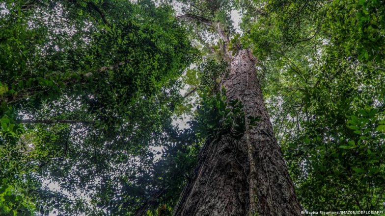 अमेजन के जंगलों को बचाएगा एआई वाला बक्सा