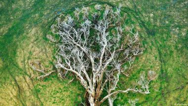 वैज्ञानिकों की चेतावनी 'जीवन के वृक्ष' की पूरी शाखाएं हो रही विलुप्त