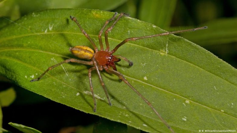 शवों में नाक के बाल गिनने वाले को मिला इग्नोबेल