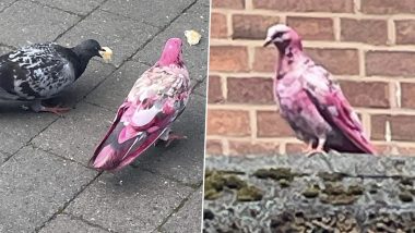 Mystery Bird Spotted in UK: मैनचेस्टर की सड़कों पर घूमता मिला गुलाबी कबूतर, तस्वीरें हुईं वायरल