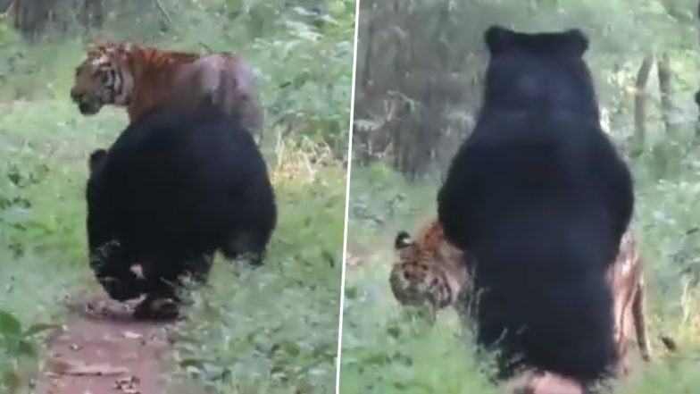 Tiger and Bear Communication Video: बाघ ने भालू से बात करने के लिए अपनी पूंछ का किया उपयोग, देखें वीडियो