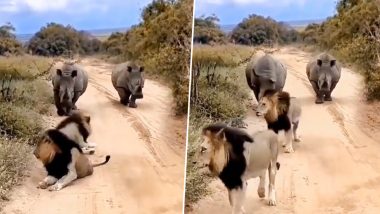 Rhinos Vs Lions: गैंडों को आते देख रास्ते से उठकर भागे बब्बर शेर, इंटरनेट पर वीडियो वायरल