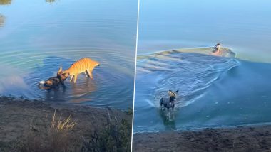 Wild Dog Attacked Deer: जंगली कुत्ते ने हिरण पर किया अटैक, उसके बाद जो हुआ...देखें वीडियो