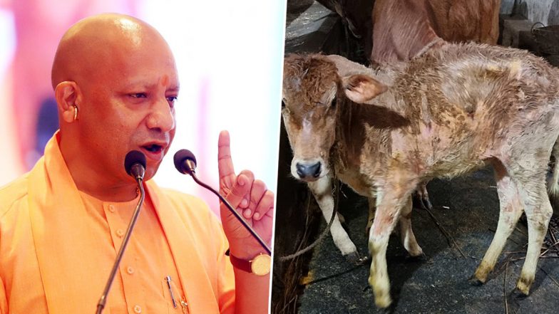 Lumpy Skin Disease: यूपी सरकार की बड़ी मुहीम, गोवंश को लंपी चर्म रोग से बचाने के लिए लगवाएगी एक करोड़ वैक्सीन