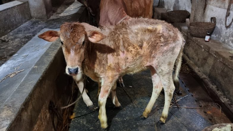 Lumpy Disease: मध्य प्रदेश में तेजी से फैल रहा लंपी वायरस, बीमार पशुओं में दिखते हैं ये लक्षण, जानें बचाव के उपाय